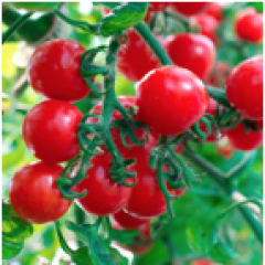 Sweet 100 Cherry Tomato Seedlings Sweet 100 Cherry Tomato Seedlings