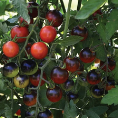 Midnight Snack Cherry Tomato Seedlings Midnight Snack Cherry Tomato Seedlings