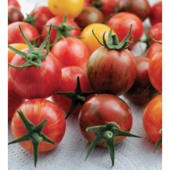Bumble Bee Cherry Tomato Seedlings Bumble Bee Cherry Tomato Seedlings
