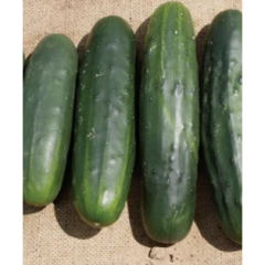 Marketmore Field Cucumber Plant Marketmore Field Cucumber Plant