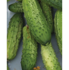 Sumpter Pickling Cucumber Plant Sumpter Pickling Cucumber Plant