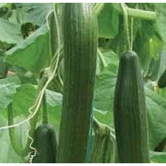 Summer Dance English Cucumber Plant Summer Dance English Cucumber Plant