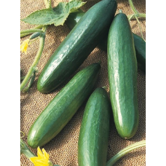 Gourmet Diva Cucumber Plant Gourmet Diva Cucumber Plant