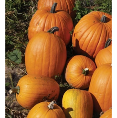 Aspen Halloween Pumpkin Plant Aspen Halloween Pumpkin Plant