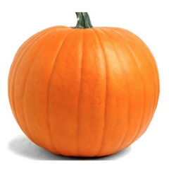 Big Max X-Large Pumpkin Plant Big Max X-Large Pumpkin Plant
