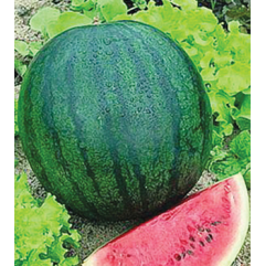 Sugar Baby Watermelon Plant Sugar Baby Watermelon Plant