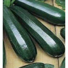 Black Beauty Zucchini Plant Black Beauty Zucchini Plant