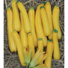 Sunstripe Yellow Zucchini Plant Sunstripe Yellow Zucchini Plant