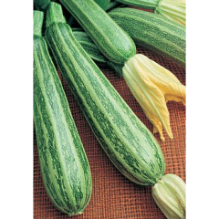 Tiger Baby Striped Zucchini Plant Tiger Baby Striped Zucchini Plant