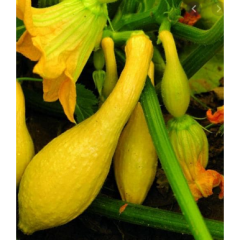Early Crookneck Heritage Zucchini Plant Early Crookneck Heritage Zucchini Plant