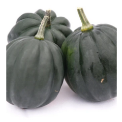 Table Ace Green Acorn Squash Plant Table Ace Green Acorn Squash Plant