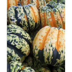 Carnival Coloured Acorn Squash Plant Carnival Coloured Acorn Squash Plant