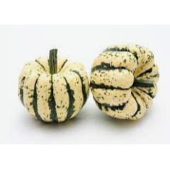 Sweet Dumpling (Small Acorn) Squash Plant Sweet Dumpling (Small Acorn) Squash Plant
