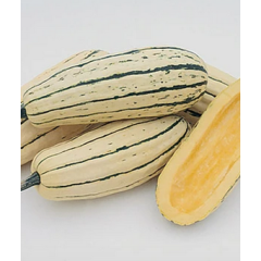 JS Strain Delicata Squash Plant JS Strain Delicata Squash Plant