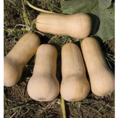 Waltham Butternut Squash Plant Waltham Butternut Squash Plant