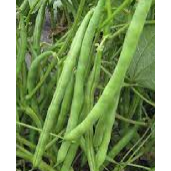 Jade Green Beans Jade Green Beans