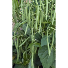 Mascotte Green Beans Mascotte Green Beans