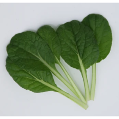 Choho (Japanese Green) Choho (Japanese Green)