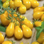 Yellow Pear Tomatoes