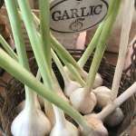 Fresh garlic 