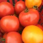 Slicer tomatoes 