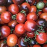 Chocolate cherry tomatoes 