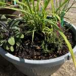 Herb planters