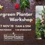 Evergreen Planter Workshop