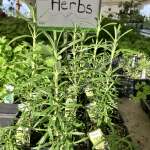 Yummy herbs.