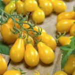 Yellow pear tomatoes