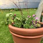 Planter holding greenhouse side.