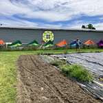 Hammocks getting ready for summer camp with Rewilding