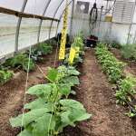 Greenhouse growing