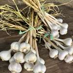 Garlic bunches