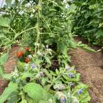 Greenhouse growing