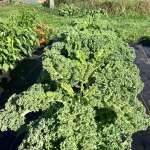 Kale abundance