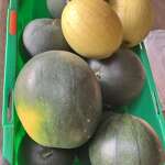 Melon harvest