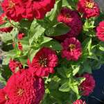 Zowie Zinnias