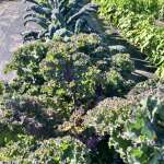 Kale abundance