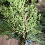 Mixed evergreen bundles