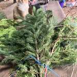 Evergreen bundles and Mimo