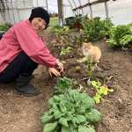 Greenhouse planting for the winter