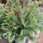 Evergreen planters for sale