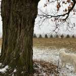 Snowy walks