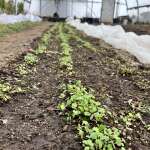 Baby arugula