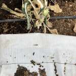 Bunnies enjoying the kale