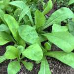 Calendula seedlings for potting up.
