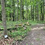 Woodland walk