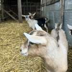 Our goat kids