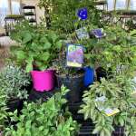 Summer fast approaching, Plants on sale, Haskaps ready